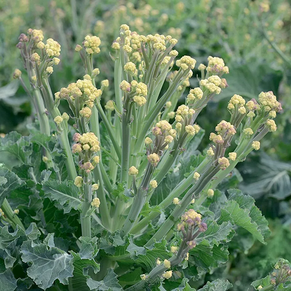 Mr Fothergill's Broccoli (Sprouting) White Sprouting Burbank F1 Seeds