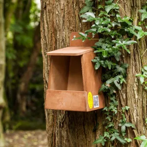 Robin Nest Box